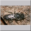 Stelis breviuscula - Duesterbiene m01 6mm.jpg